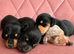 Stunning litter of Miniature Dachshunds