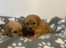 Cavapoo pups