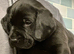 Beautiful Black & Red/Yellow Pure Breed Labrador Puppies For Loving Family/Working Homes