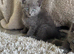 Beautiful Ragdoll X Kittens