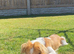 Japanese Chin Cross with a Shituz Male 13 Months Old
