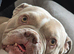 pocket bully for sale