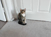 Rehoming maple