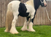 Black and white riding gelding 9 year old