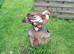 Lavender Muscovy ducklings, unsexed