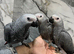 Friendly HandReared Super Tame Cuddly African Grey Parrot,25