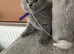 Champion lined British short haired blues