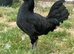 Polish cockerel for sale