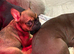 Female French bulldog