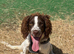 Springer Spaniel