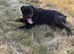 Female Rottweiler Imported from Serbia