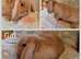Mini lop kits available to reserve
