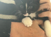 Kitten