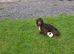 Reduced. Working cocker puppies ready now.