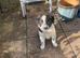 Collie pups for sale