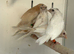 Various Stunning Bengalese Finches