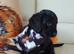 Cockapoo x cocker Spaniels F1b