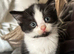Charming Ragdoll / Turkish Angora Female Kitten Available for Adoption, 9 Weeks Old