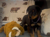 Rottweiler puppies, 3 boys, 3 girly, ready to go.
