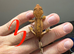 12 x crested gecko babies