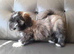 Lhasa-chon puppies for sale