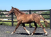 "Stallion Potential Registered Irish Draught " Liver Chestnut Colt Showing Horse