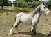 Yearling colt to make 14.2hh