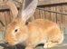 Baby bunny&rsquo;s