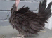 10 bantam chickens