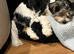 Biewer terrier