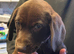 Cocker spaniel cross