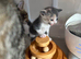 OPEN TO SENSIBLE OFFERS TWO KITTENS LEFT