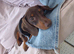 4 Months Old Dachshund Male