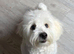Bichon puppy