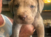 Mixed Cane Corso , mastiff , Dane 8 weeks 25th Sept
