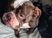 5 year old English Bulldog