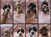 KC Reg health tested working cocker spaniels