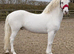 Connemara stallion at stud