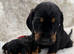 Beautiful litter of docker puppies Merle dapple