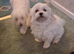 Maltese puppy