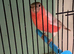2026 male Bullfinches Native and Siberian