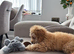 Toy poodle