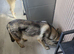 7 months old shepsky male pup for sale