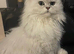 Beautiful chinchilla Persian