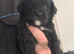 Gorgeous Schnoodle puppies