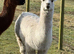 3 Beautiful Alpacas For Sale