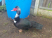 Muscovy ducks pair
