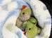 Indian ringneck chicks