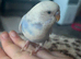 Beautiful tame budgies