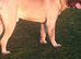 English mastiff